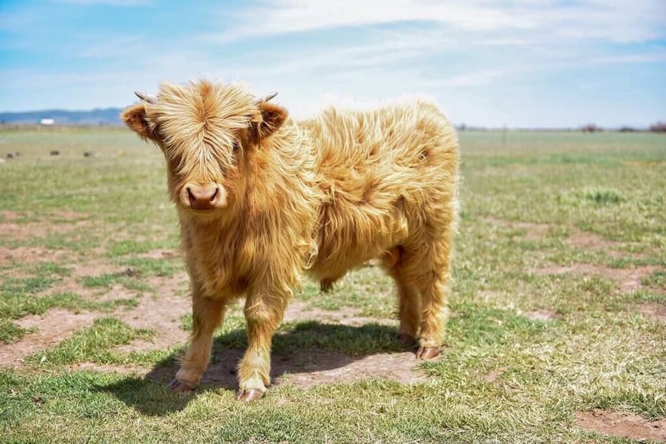 Gunner, our Scottish Highland Bull and herd Sire