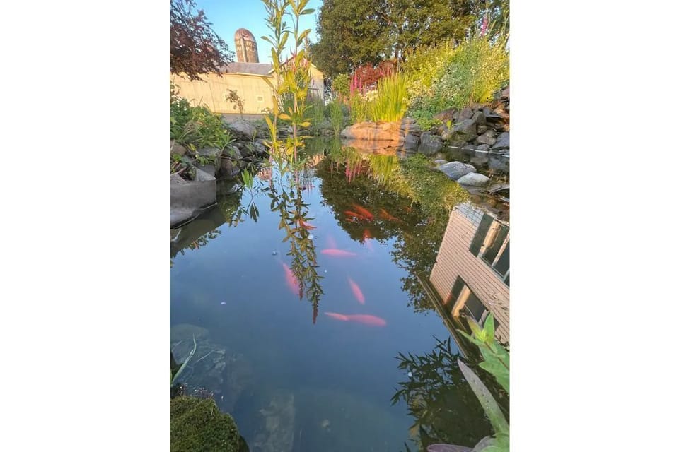 Another view of the pond.
