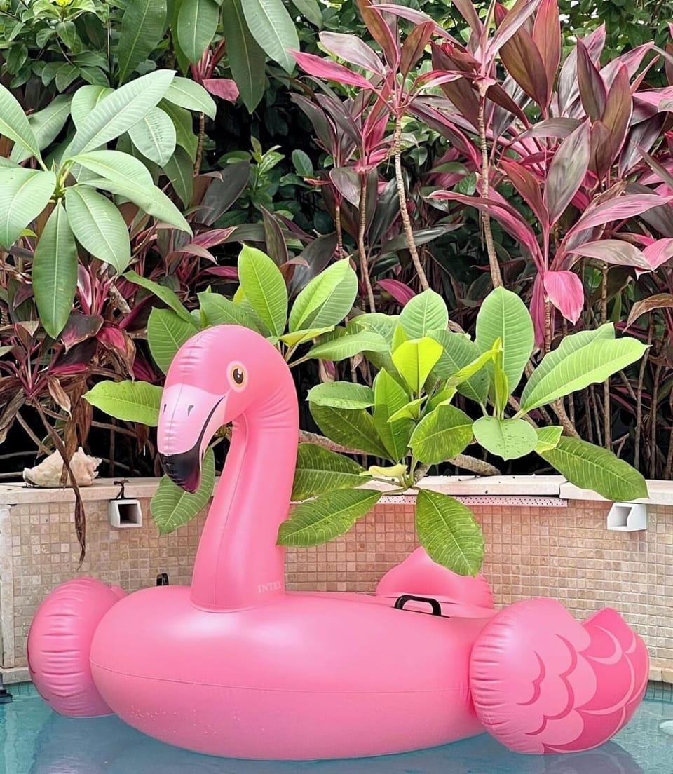 Let's FlaminGO to Tybee!