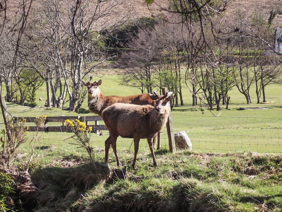 Local wildlife | SQLArran Cottage, Lochranza