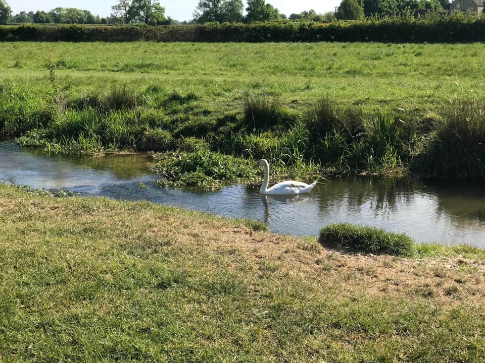 Swan on the River