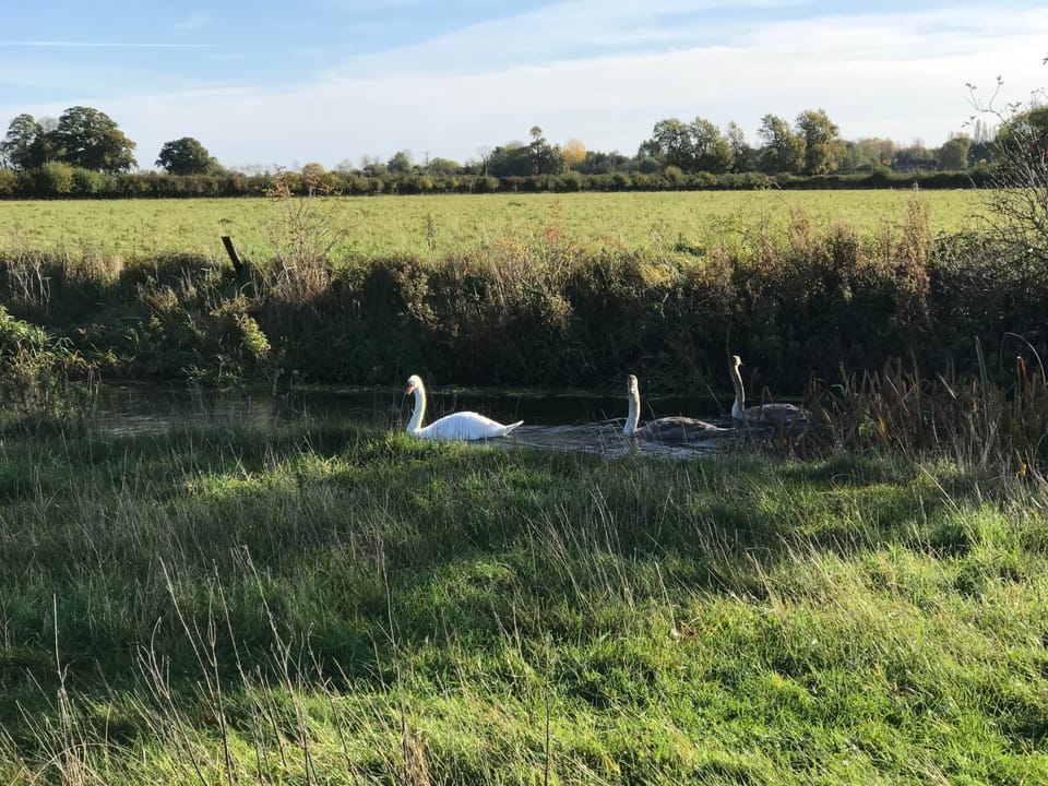 Swan and Cygnets on the River
