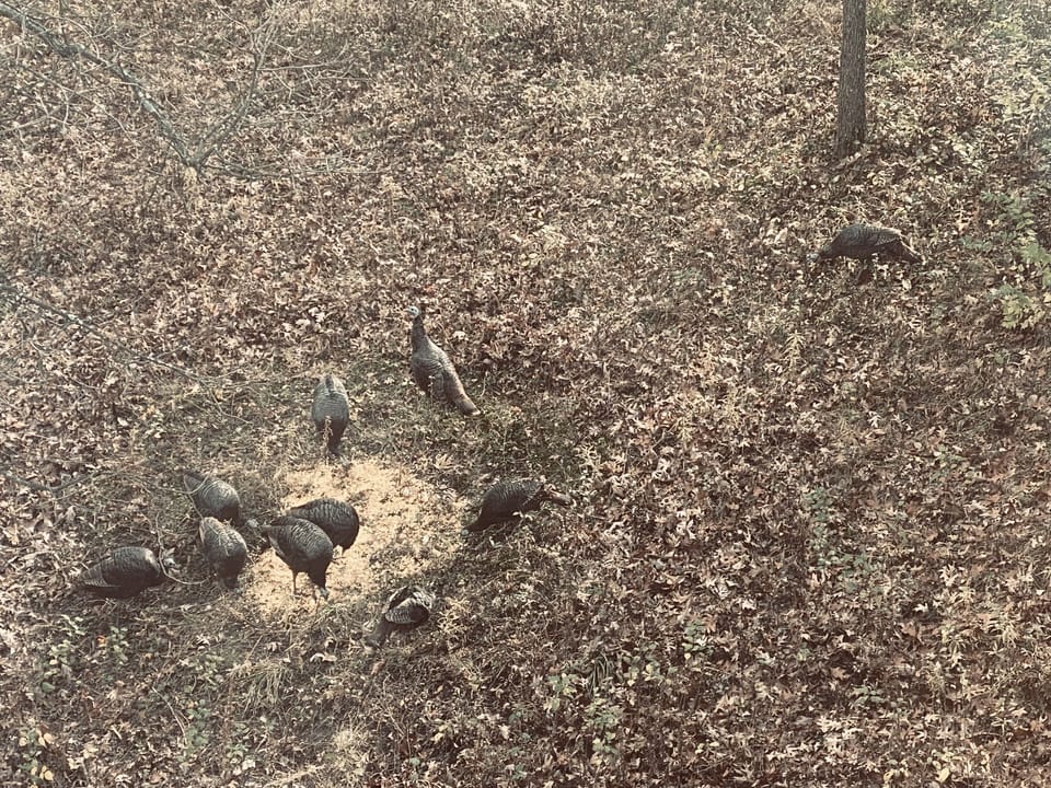 Wild turkeys on the property 