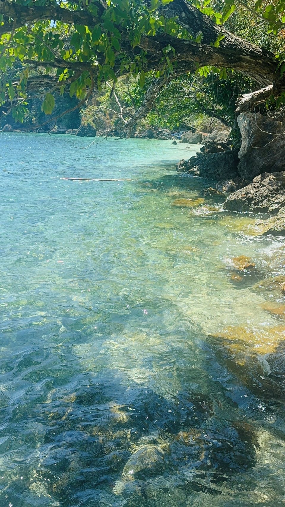 rich marine coral beach