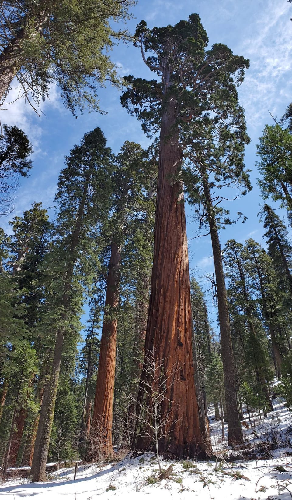 Take a day trip to the Redwoods