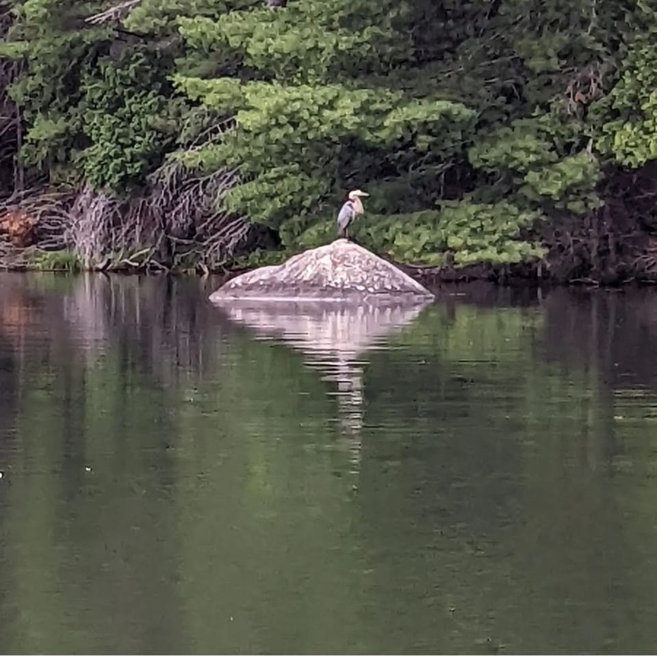 Blue Heron on Minerva Lake