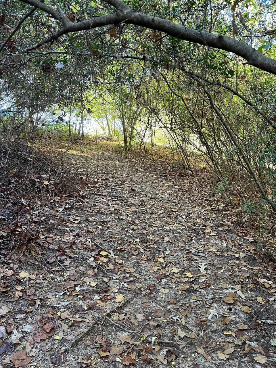 Backyard path to Ole Miss campus
