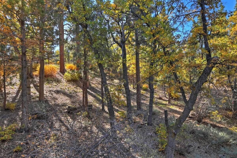sugarloaf forest  