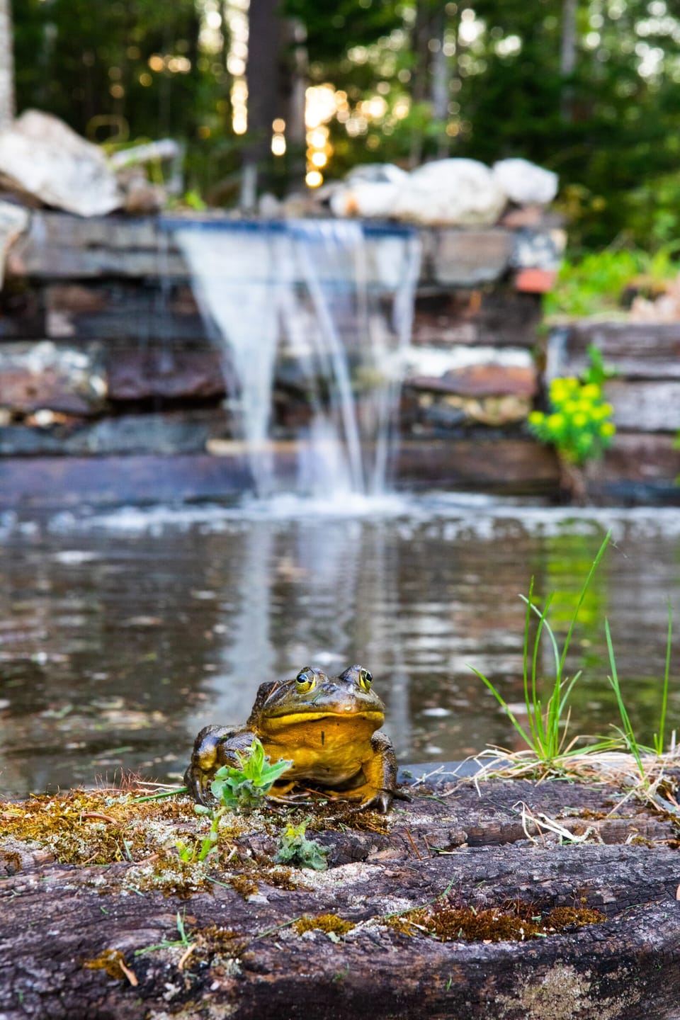 Huge frogs in the pond! 