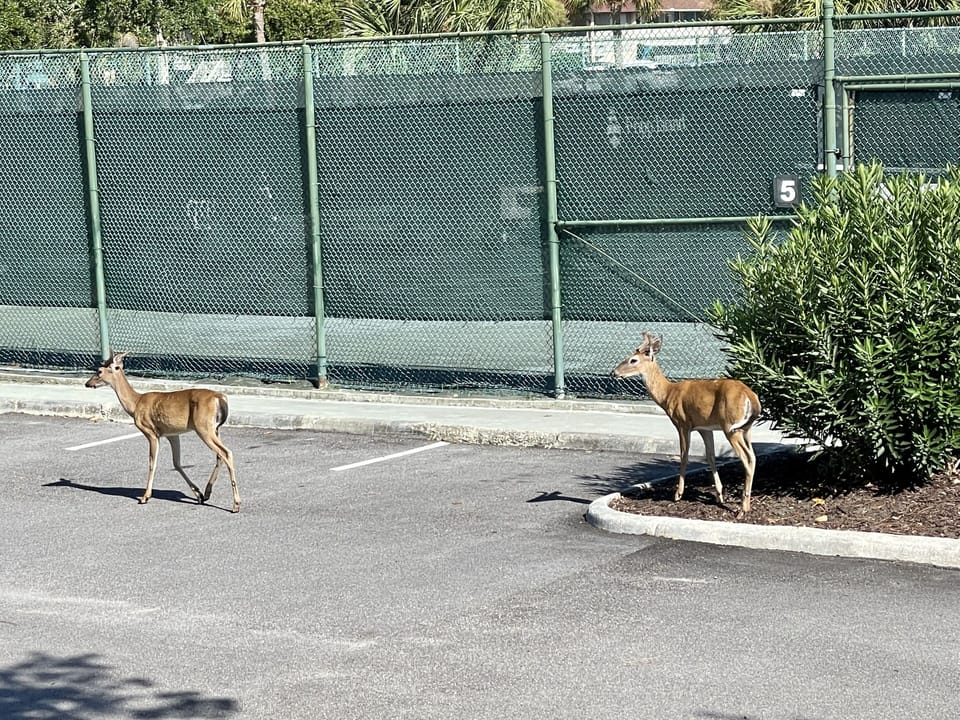 Deer are everywhere and very friendly.