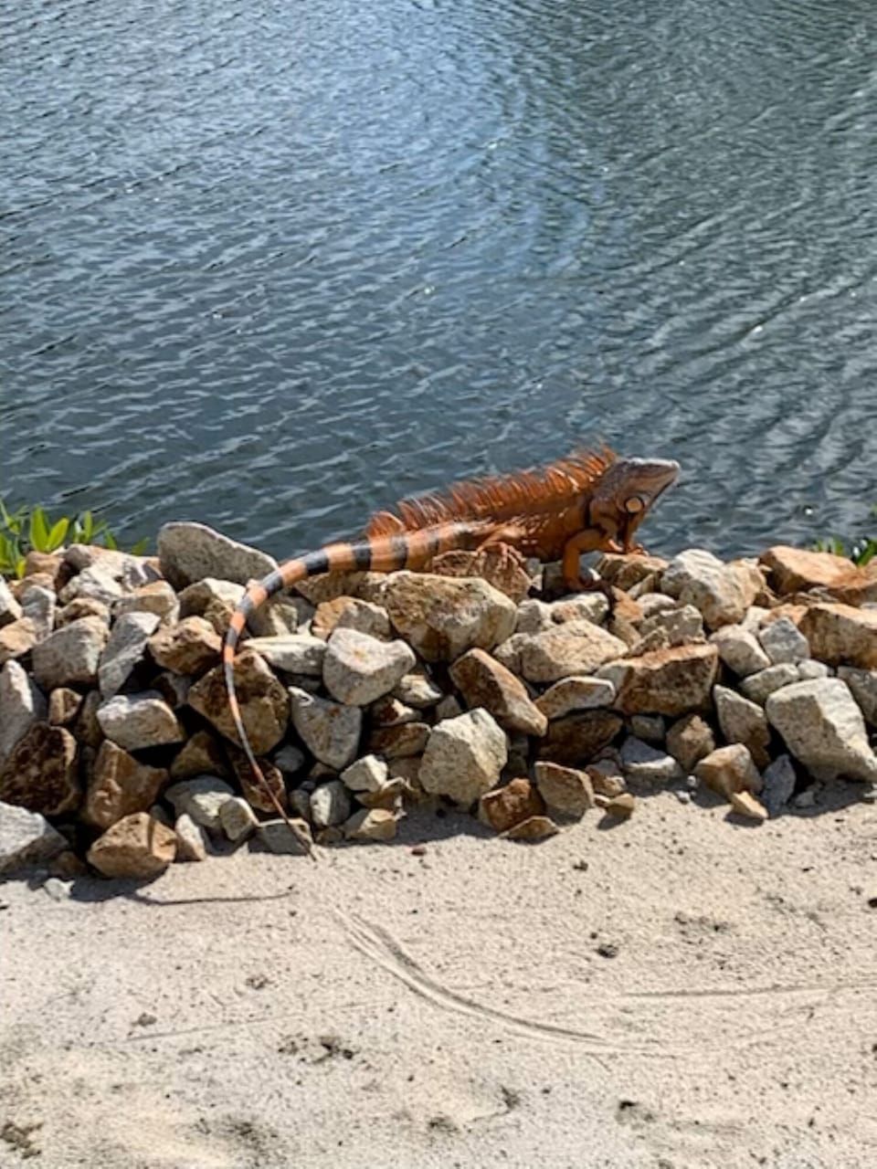 Iguana