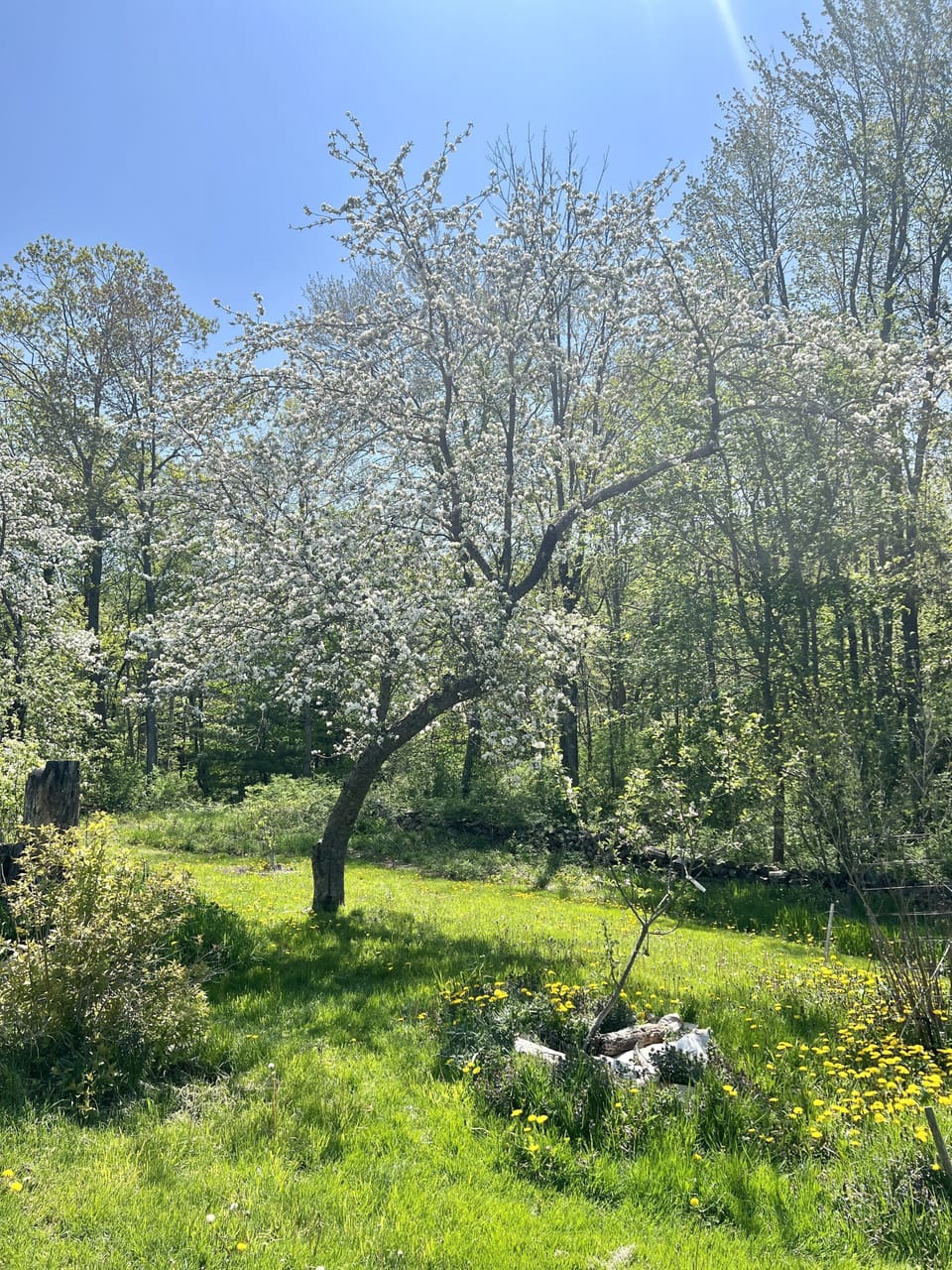 Backyard with many fruit trees in spring bloom: pear, apple, peach, crabapple