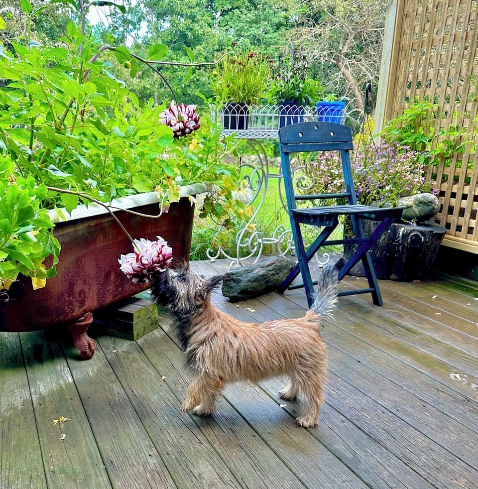 Our guest puppy Lucy stops and smells the Dahlias