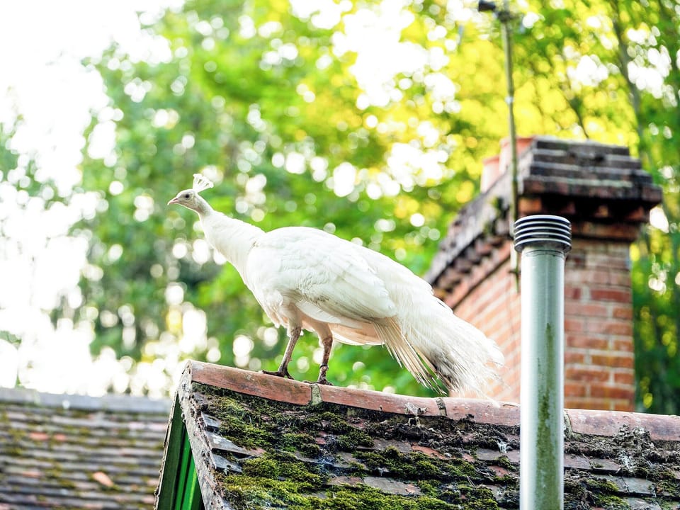 Setting | Daisy - Hollington Park Glamping, Woolton Hill, nr Newbury