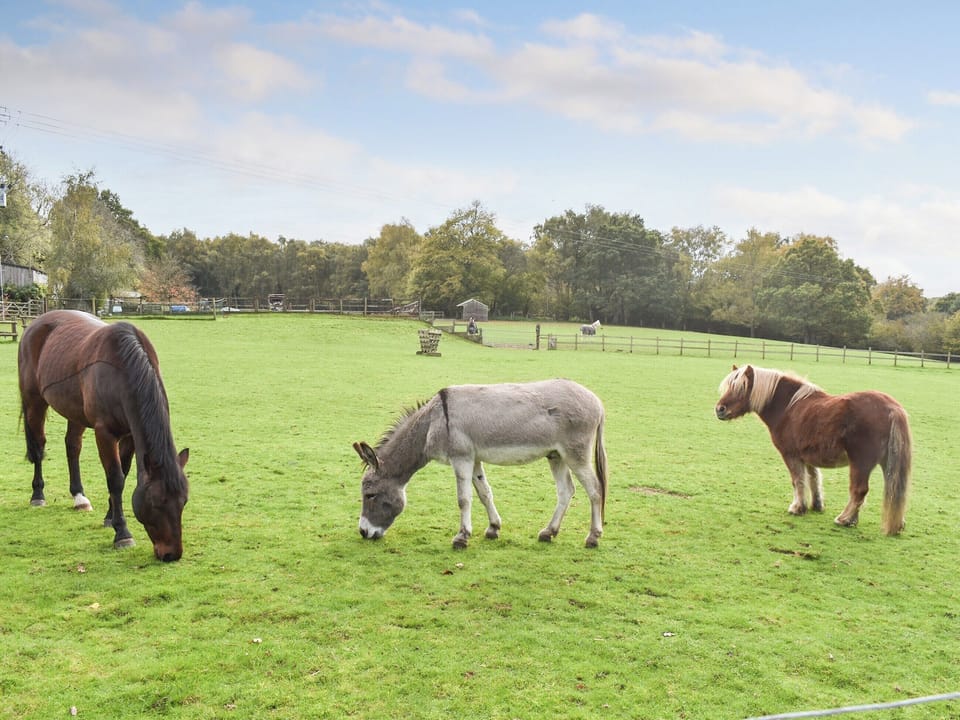 Setting | Farmhouse Garden Shepherds Hut, Thursley