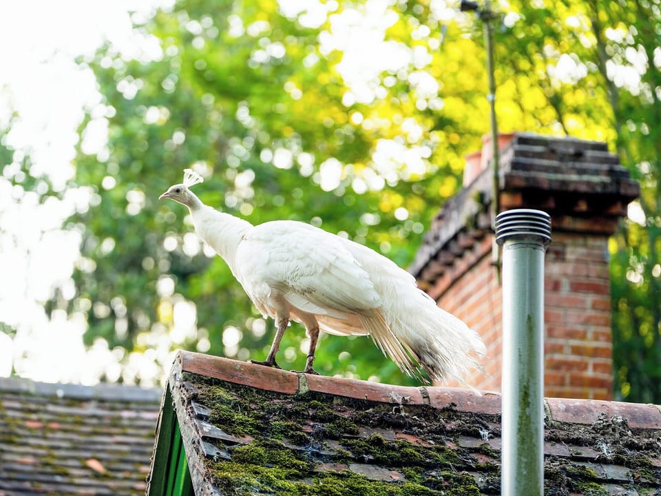 Garden and grounds | Bedouin - Hollington Park Glamping, Woolton Hill, nr Newbury
