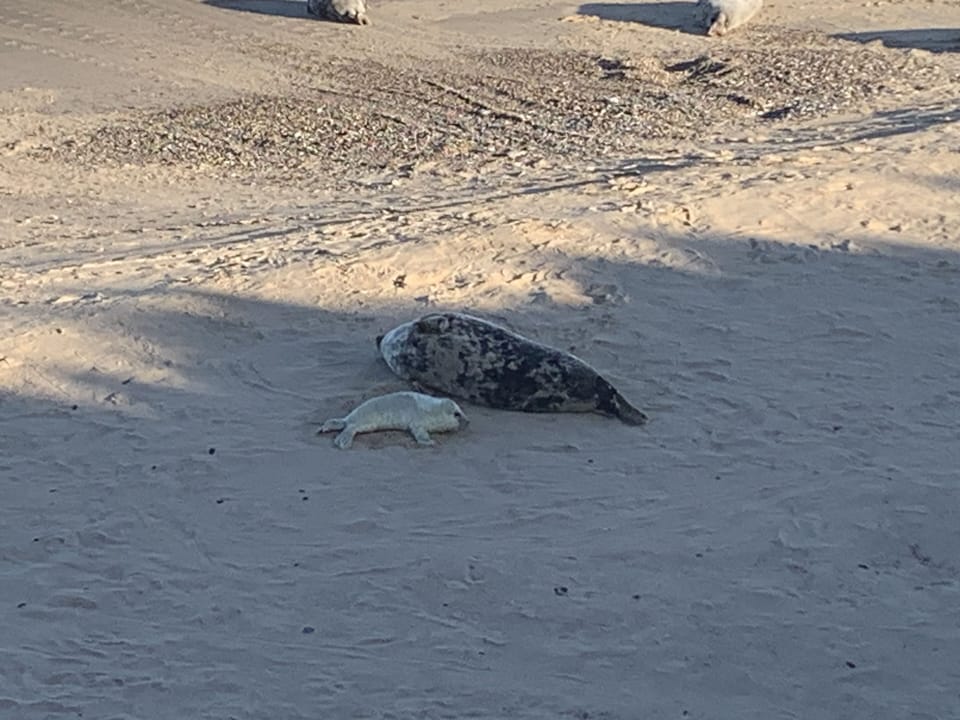 Seals at Horsey Gap