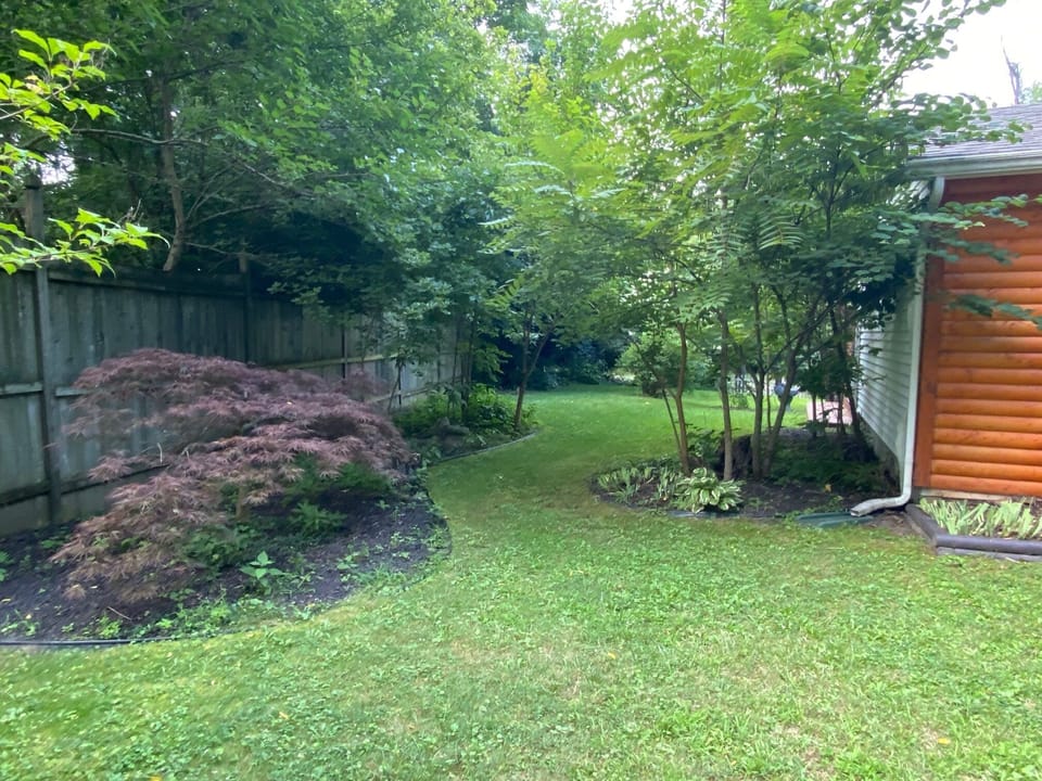 side yard in summer