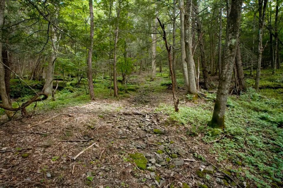 Hiking trail which leads up onto Pakatakan mountain in the back yard!
