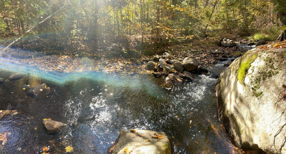 Take a cool dunk in the stream!