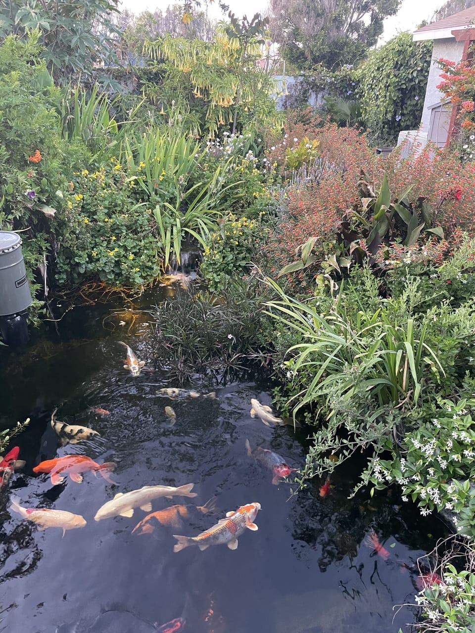 Back garden koi pond