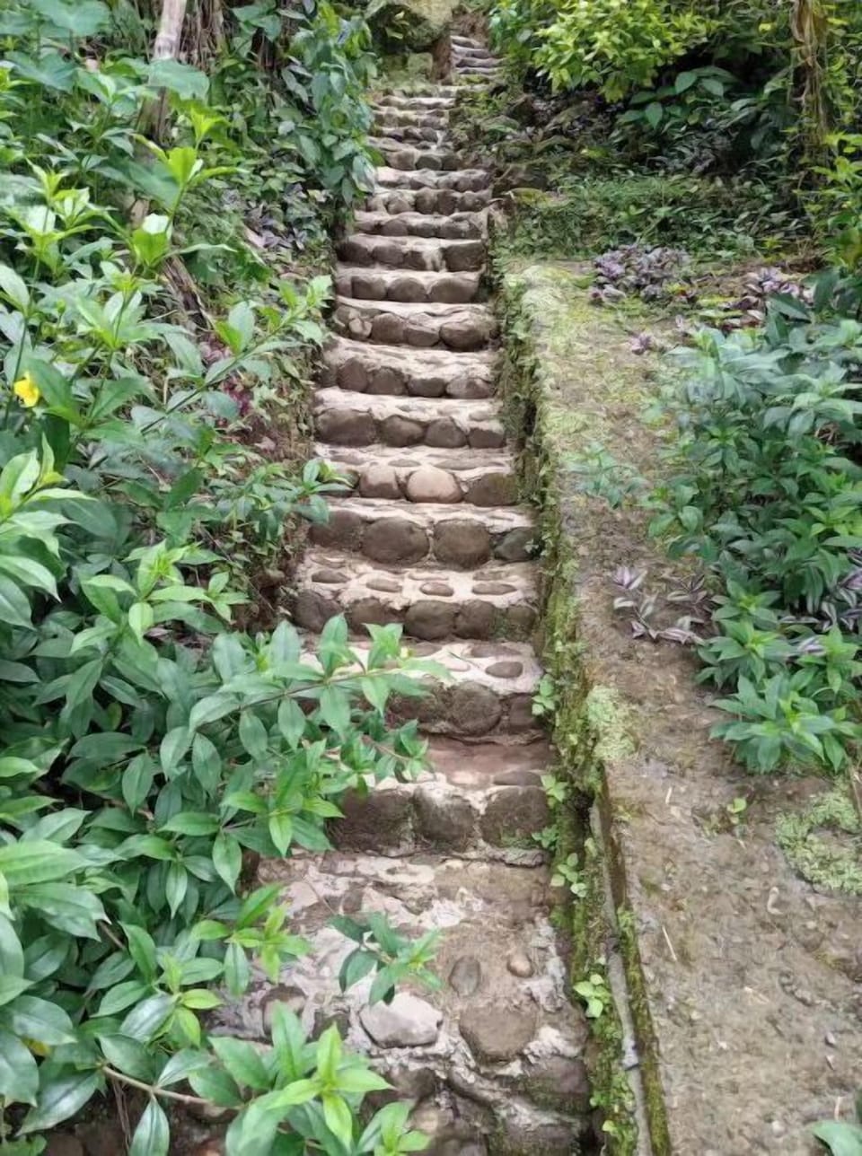 steps made with stone and surrounded by flowers.