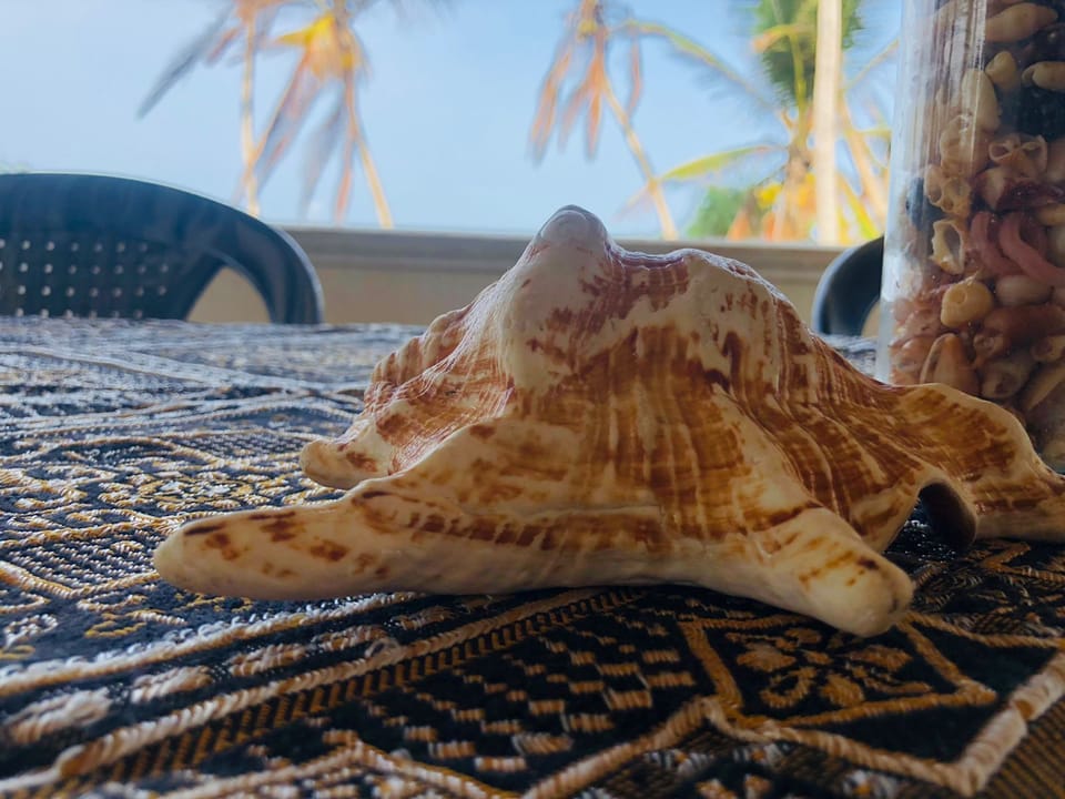 Sea shell