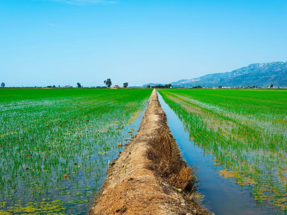 Plant, Sky, Natural Landscape, Land Lot, Grass, Agriculture, Plain, Grassland, Landscape