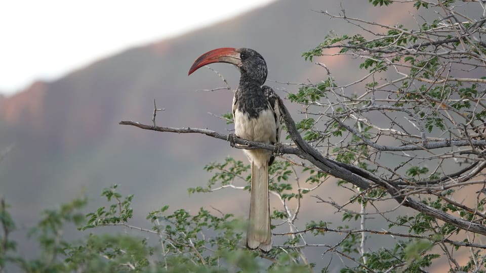 Game viewing