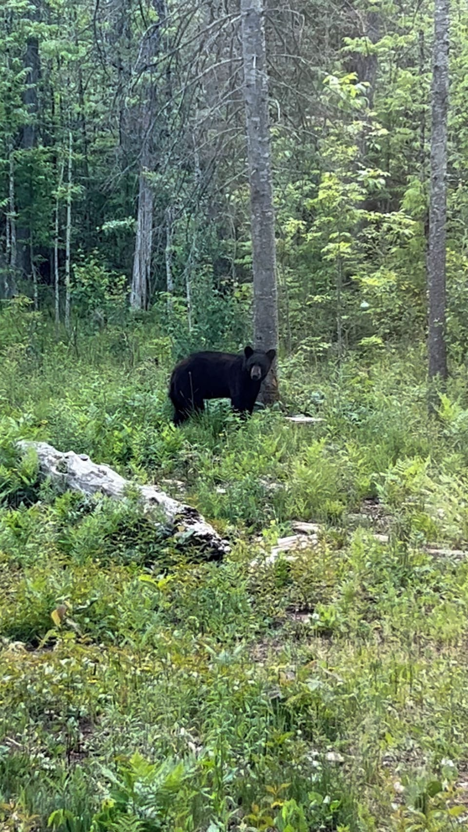 Bear eating from one of our deer feeders mid-afternoon 