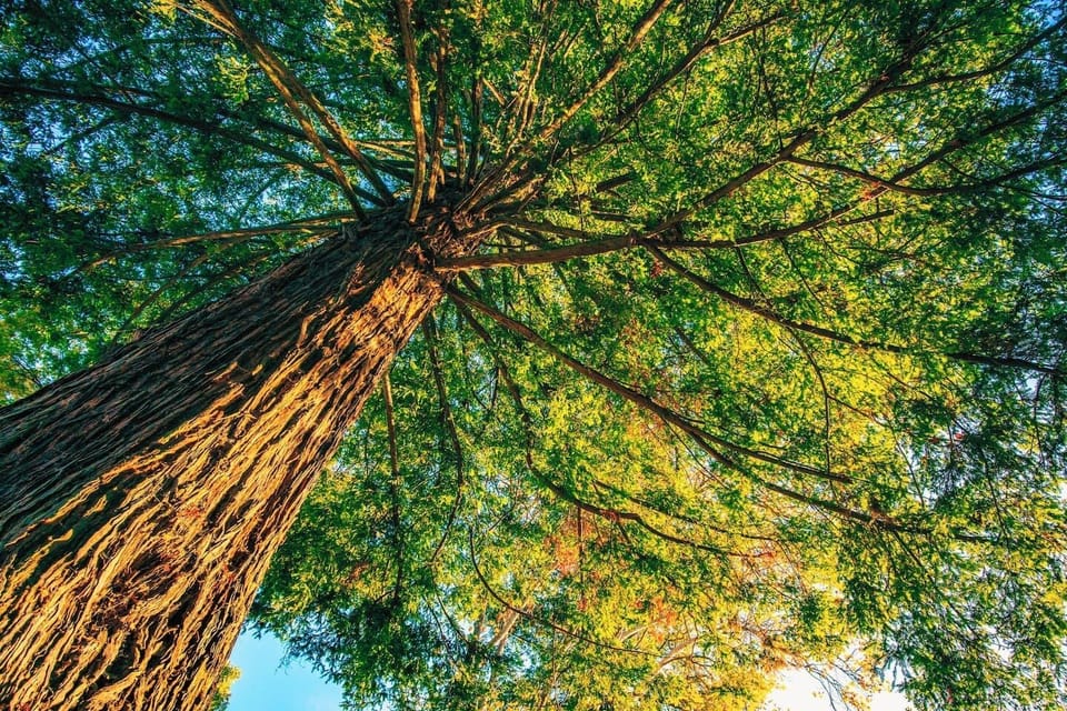 Towering trees: a sight to behold!
