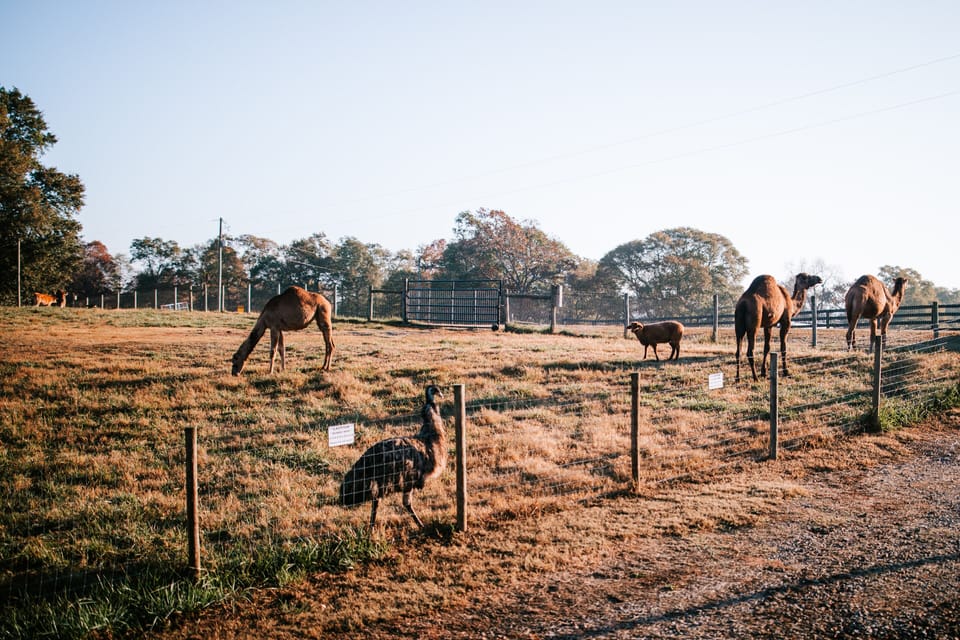 The cottage is surrounded  by picturesque landscape and animals.