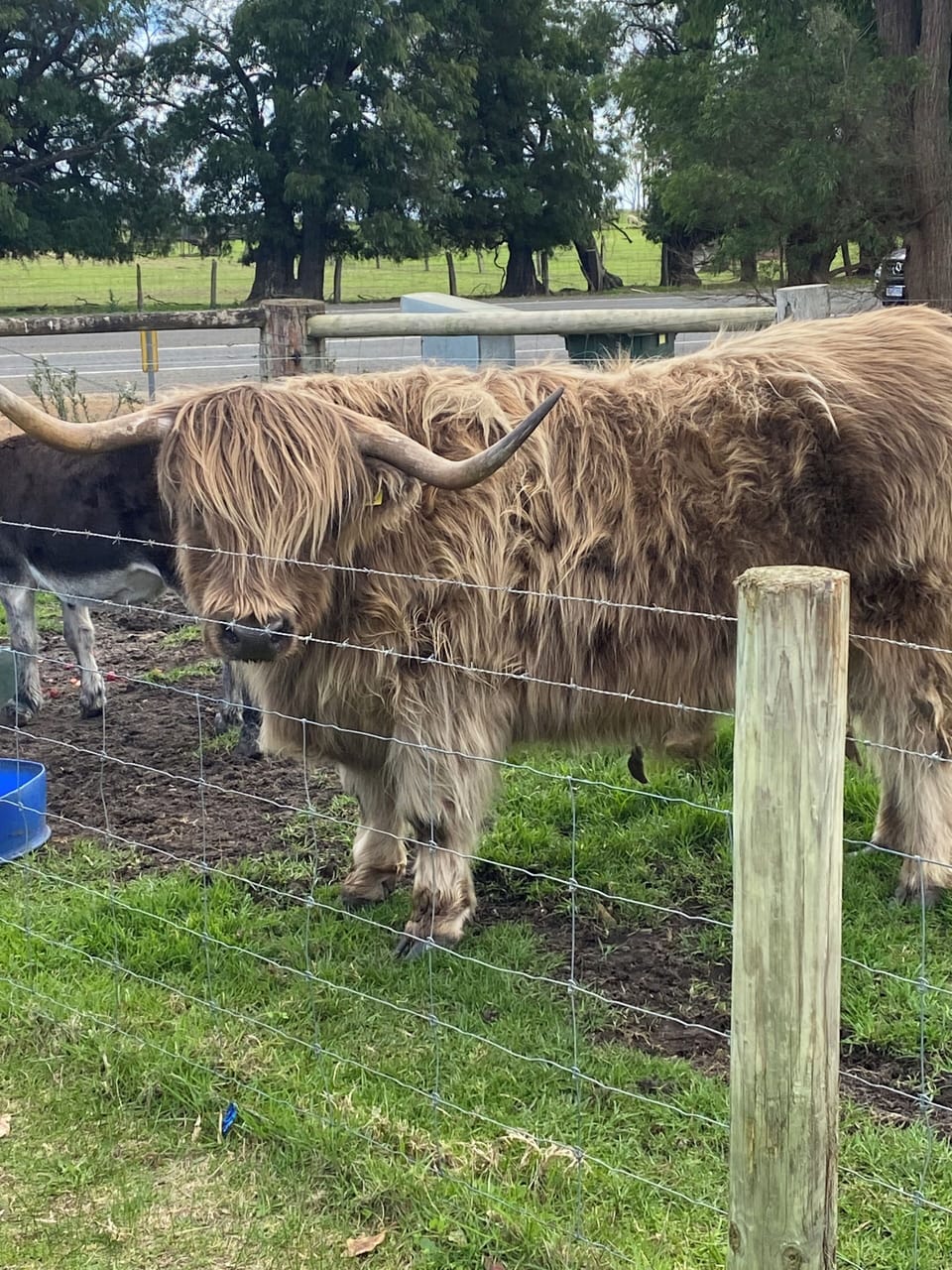 Friendly Fergus @handasyde strawberry farm