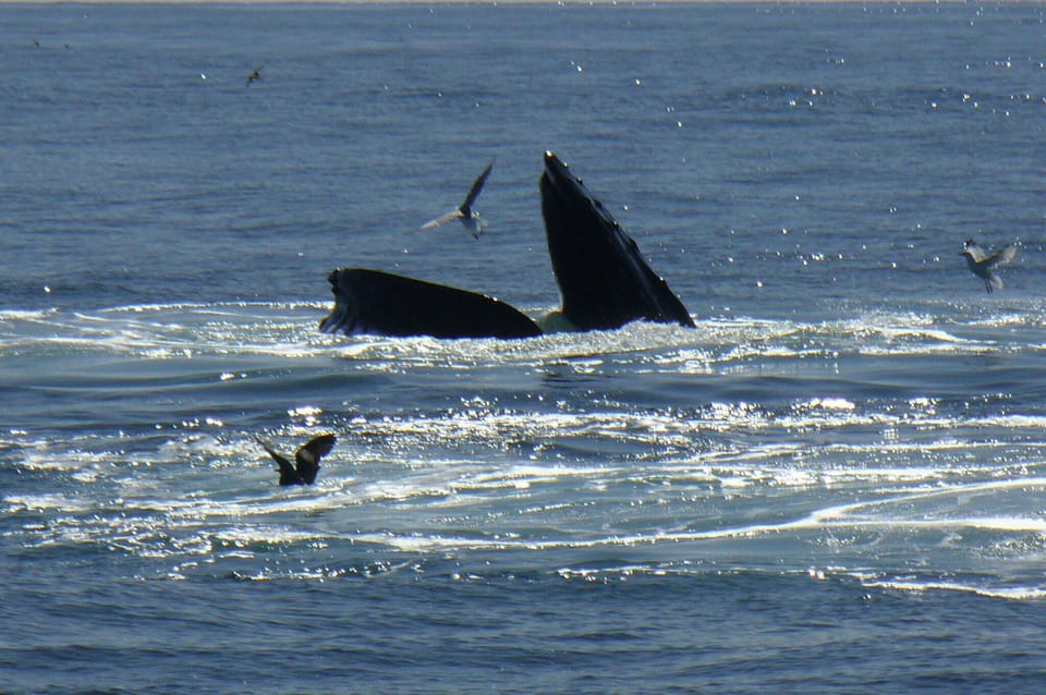 Experience these magnificent creatures on a whale watch out of Plymouth Harbor