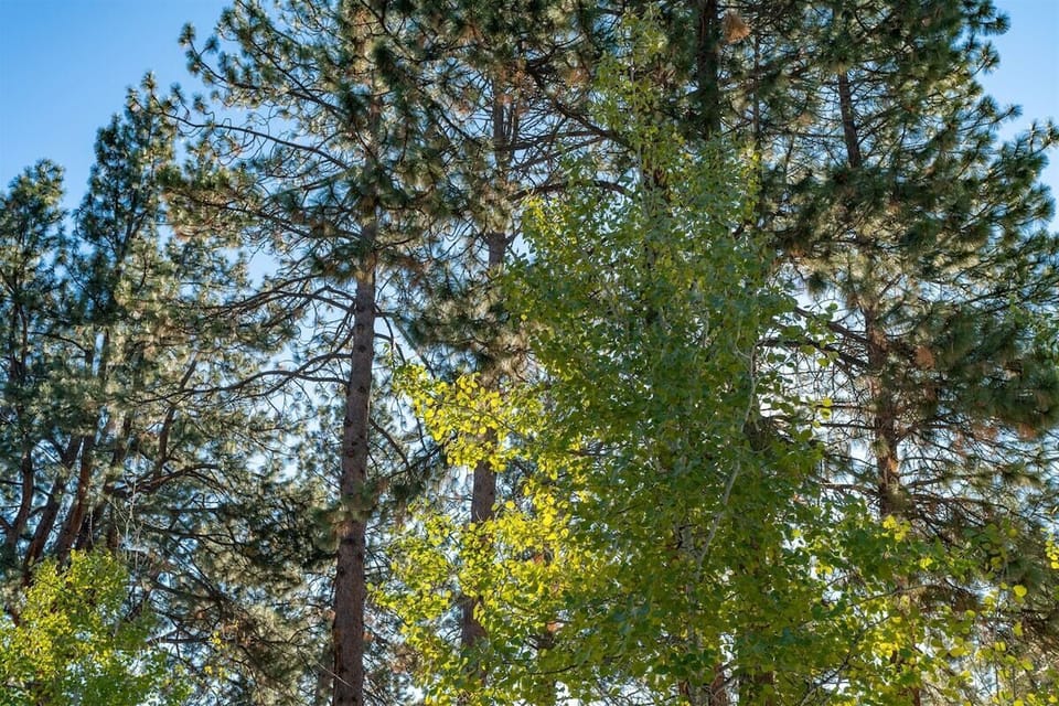 Treetop Studio