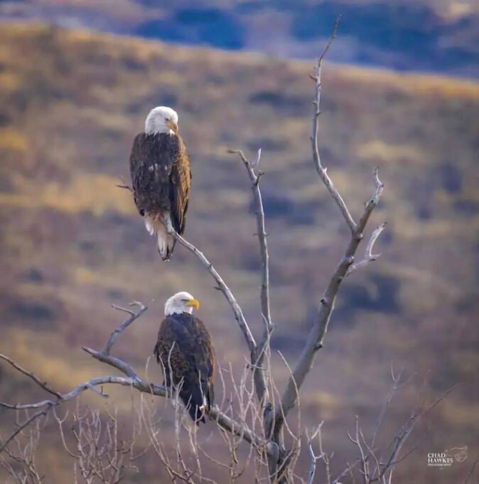 Morgan County is a great place for bird watching.