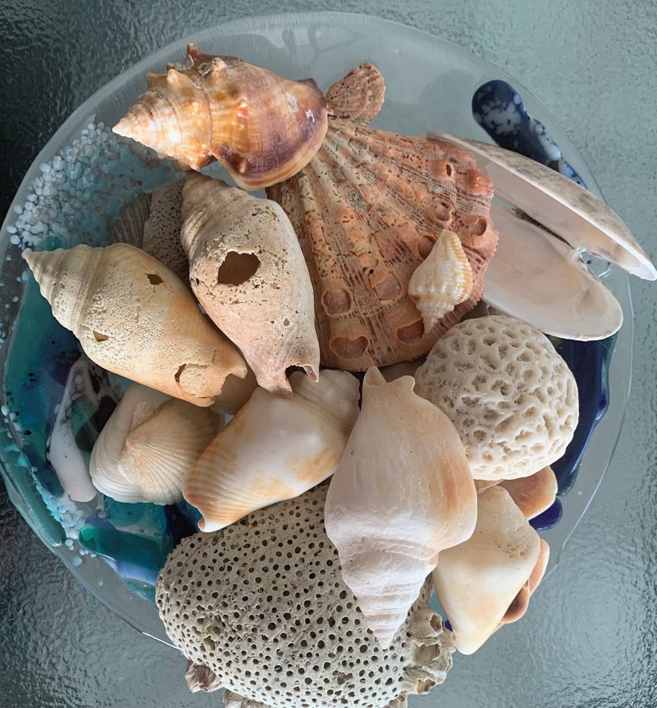 Shells collected at Boca Grande beach