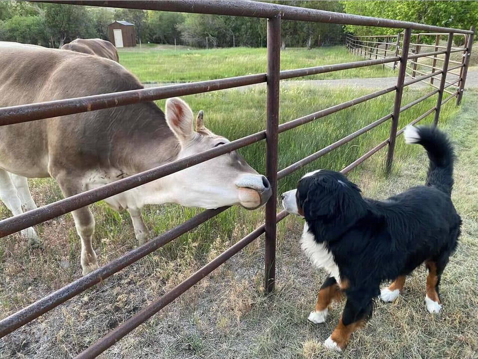 Here, you'll witness the peaceful sight of cows  grazing and Standing just beyond the barriers, a friendly dog serves as a  guardian.