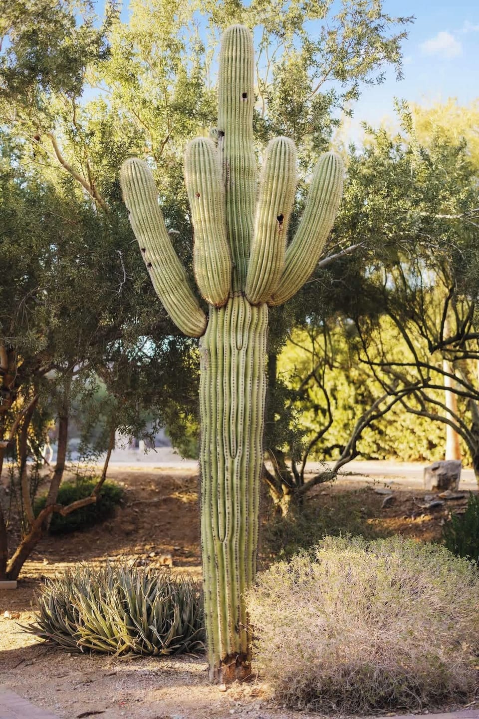 The majestic Saguaro greets you at your arrival.