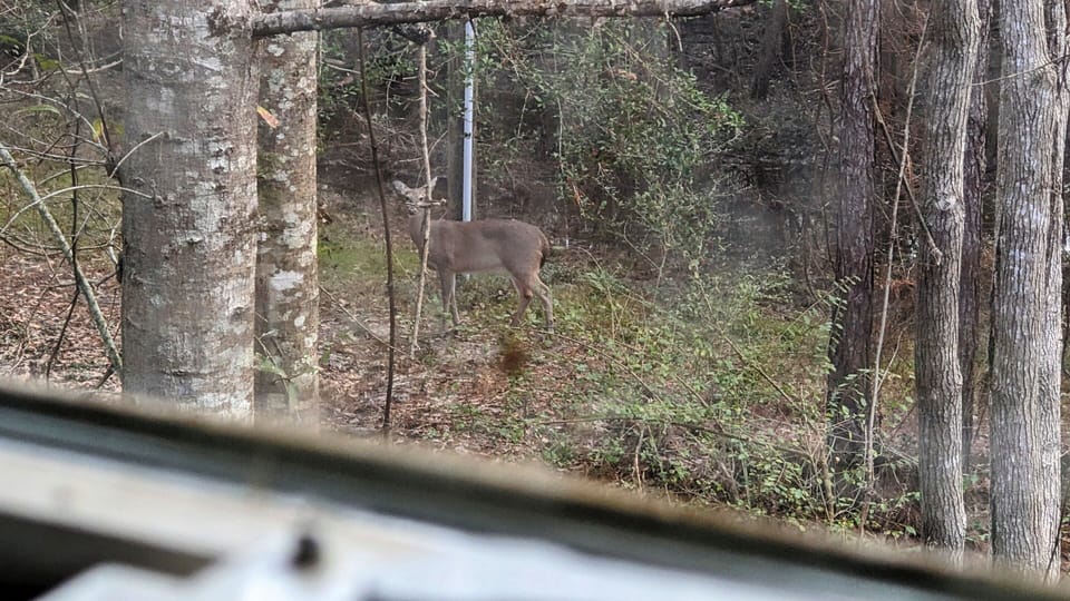 Looking out main bathroom window