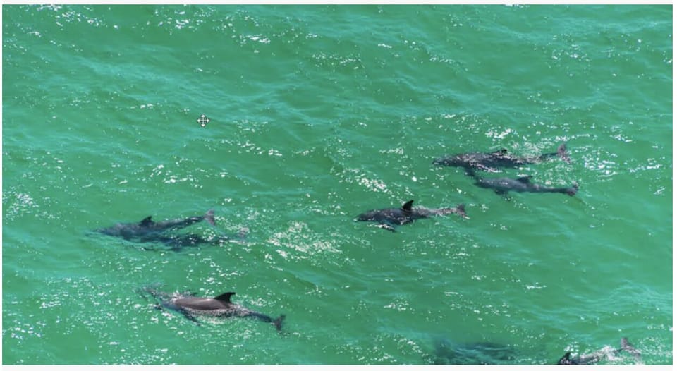 Dolphins playing in the Emerald Caost, only 6/10th's of  a mile from Vibe!