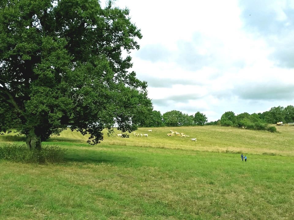Le pré du Domaine : chênes séculaires, verger, biches et étoiles