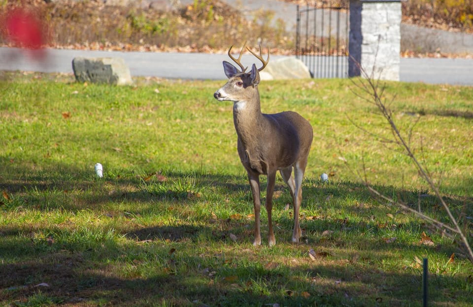 Not so uncommon view from the comfort of your deck.