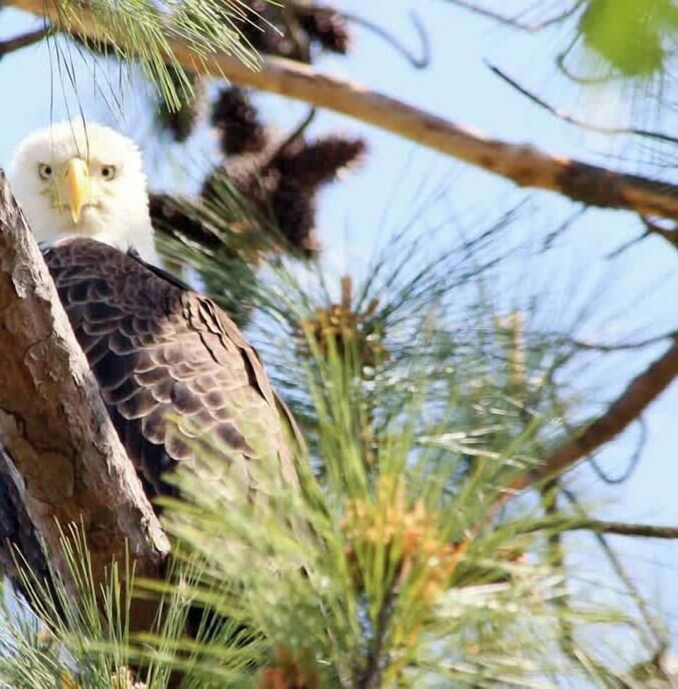 You may see a bald eagle while staying with us.