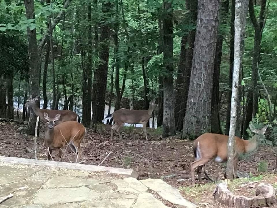 Deer visitors that usually show up daily