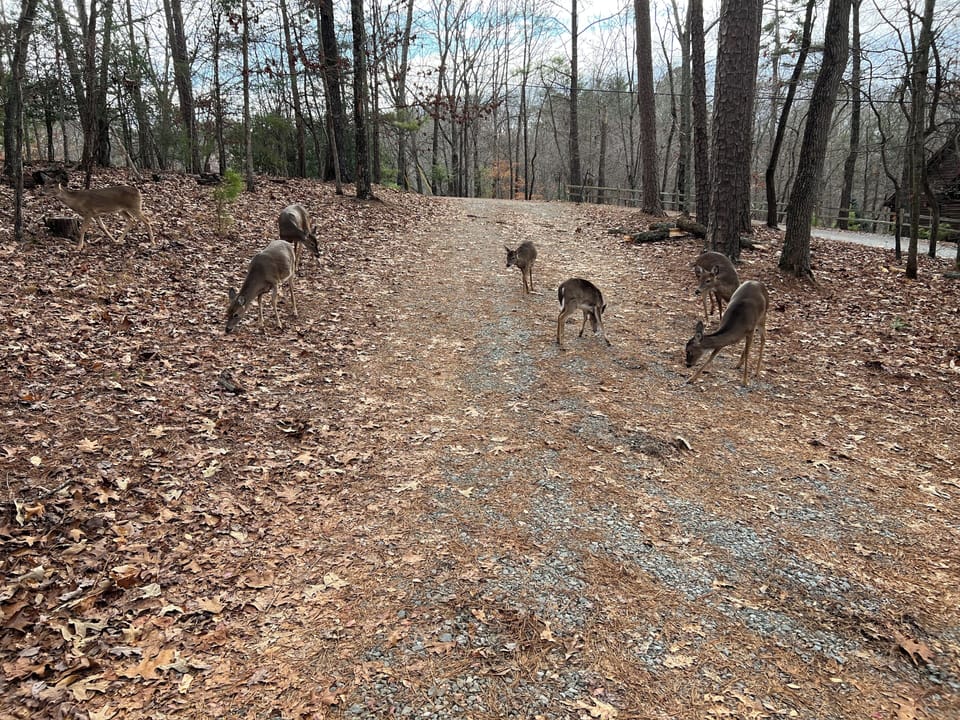 Enjoy daily and nightly deer visits!