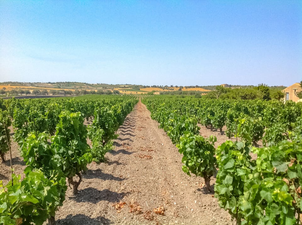 Vineyard