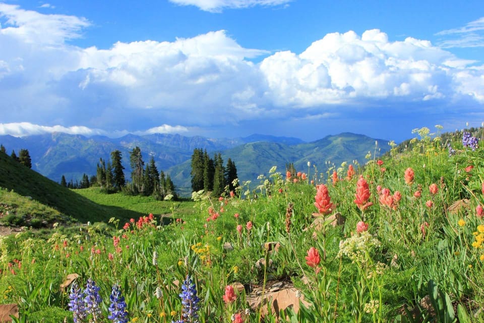 Wildflowers in the Summer at Sundance, fragrant trails can be found all over our be-UTAH-ful State