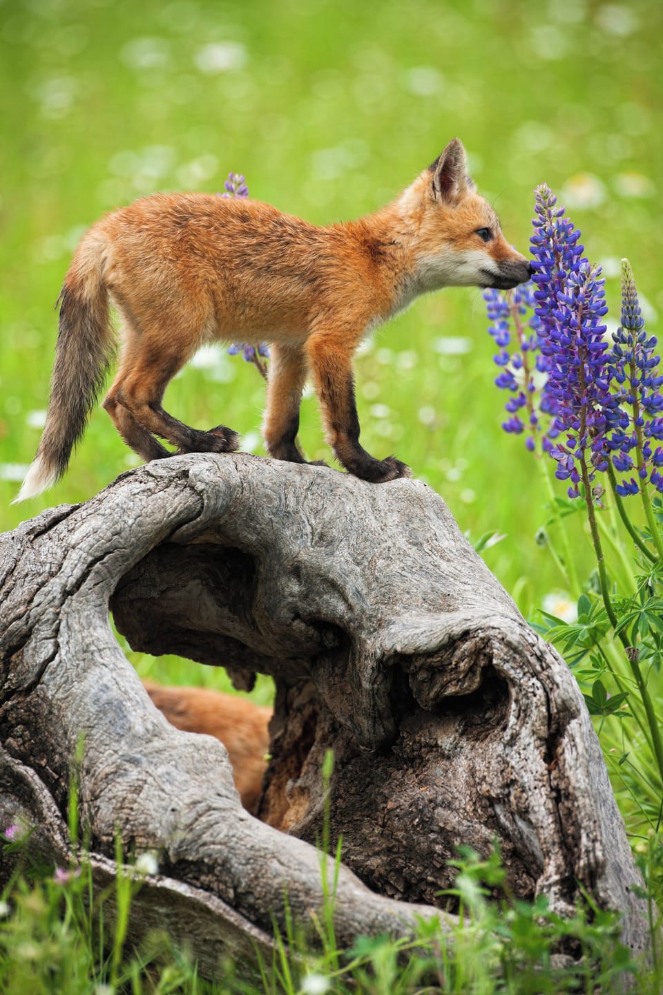 Curious fox pup sniffing wild lupines while perched on a weathered tree stump.