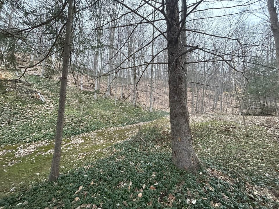 Woods behind the house